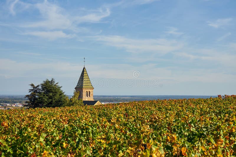 葡萄园在Bourgogne,伯根地酒.